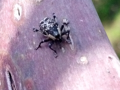 Peltophorus polymitus