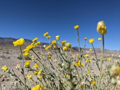 Baileya pleniradiata