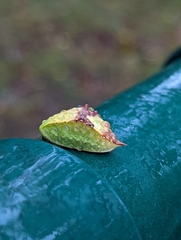 Prolimacodes badia