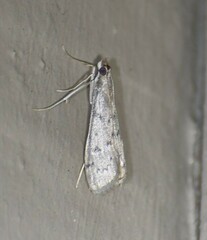 Blepharomastix haedulalis