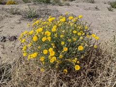 Baileya pleniradiata