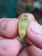 Prolimacodes badia