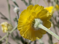 Baileya pleniradiata