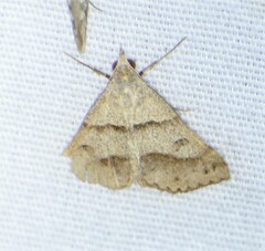 Hemeroplanis historialis