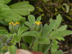 Villanova oppositifolia