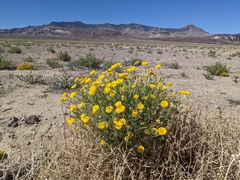 Baileya pleniradiata