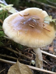 Pholiota spumosa