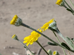 Baileya pleniradiata