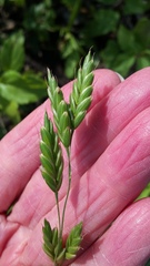 Bromus secalinus