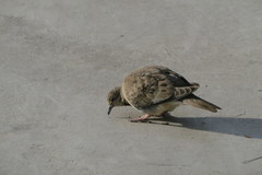 Melanerpes aurifrons