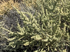 Atriplex polycarpa
