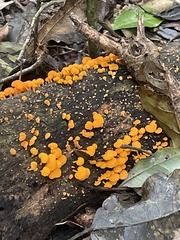 Favolaschia claudopus