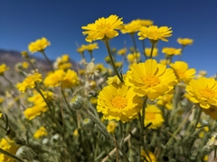 Baileya pleniradiata