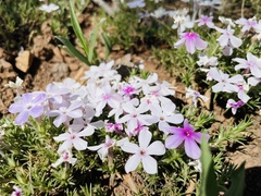 Phlox austromontana