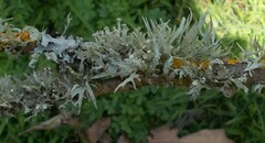 Ramalina celastri