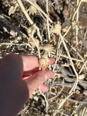 Malacothamnus fremontii