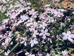 Phlox austromontana