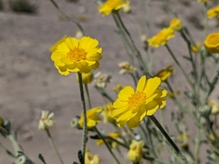 Baileya pleniradiata