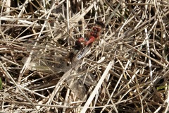 Sympetrum pallipes
