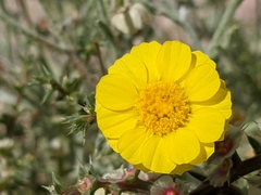 Baileya pleniradiata