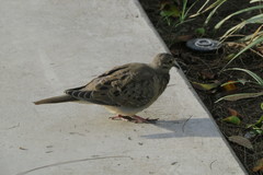 Melanerpes aurifrons