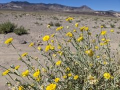 Baileya pleniradiata