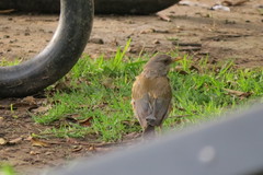 Turdus rufopalliatus