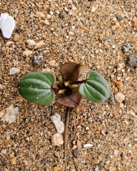 Dioscorea fastigiata