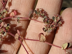 Euphorbia setiloba