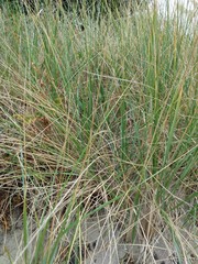 Ammophila arenaria