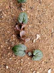 Dioscorea fastigiata