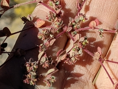 Euphorbia setiloba