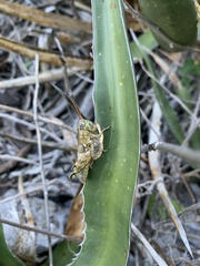 Agroecotettix modestus