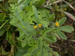 Villanova oppositifolia