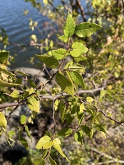 Planera aquatica