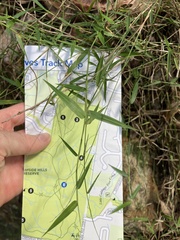 Ottochloa gracillima