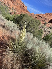 Yucca angustissima