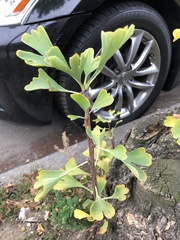 Ginkgo