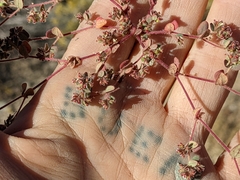 Euphorbia setiloba