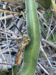 Agroecotettix modestus