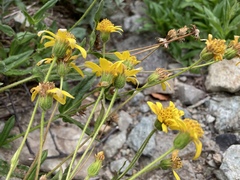Arnica lanceolata prima