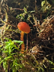 Hygrocybe ceracea