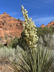 Yucca angustissima