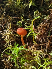 Hygrocybe ceracea