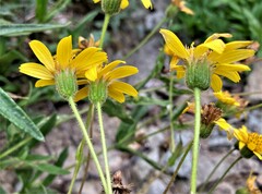 Arnica lanceolata prima