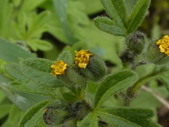 Villanova oppositifolia