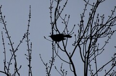 Quiscalus quiscula versicolor