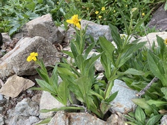 Arnica lanceolata prima