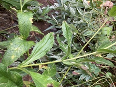 Arnica lanceolata prima