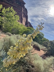 Yucca angustissima